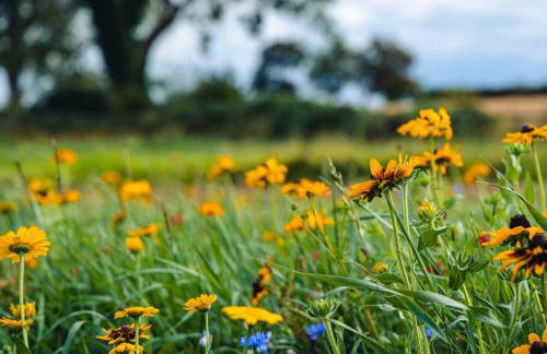 Veiko - Mayflower Meadow - Foto 19