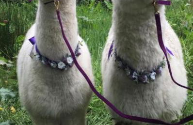 Driftwood - Photo 27