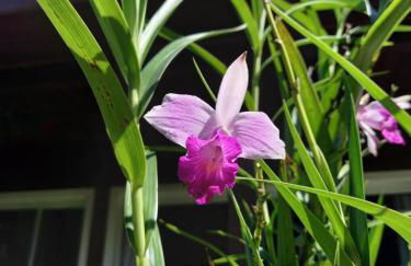 Villa Suhr Cabanas - Foto 9