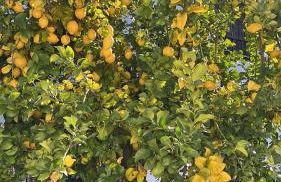 Casa el Pedroso - Villa Limones - Foto 14