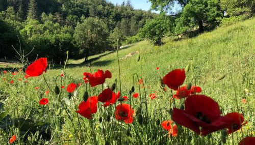 Logement calme avec vue sur le Luberon - Foto 5