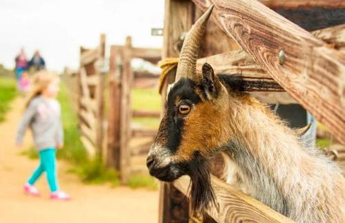 Woodpecker Lodge - Brook Meadow - sleeps 4 plus 2 - no pets - Foto 32