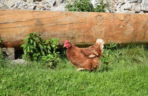 Tötscherhof - Foto 27