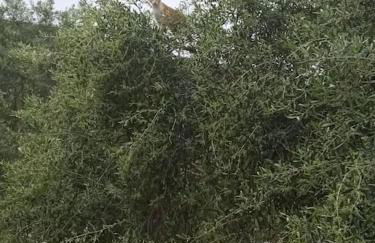 The lodge guest house - Foto 37