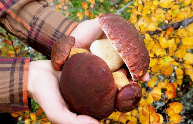 Mushroom Hunting Tour - Photo 1