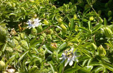 Kiteshomes - Foto 50