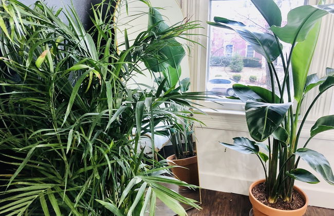 NEW Luxe Pet Friendly Free Parking Downtown - Foto 20