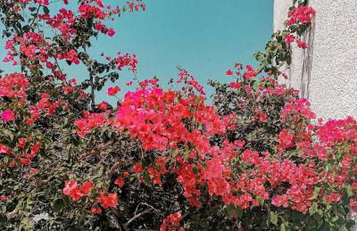 Hotel Kalamitsi Apartments - Photo 5