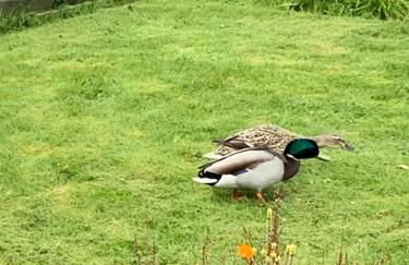 Fab-u-Luss - Foto 17