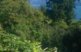 La Camelia d'Oro - Foto 4