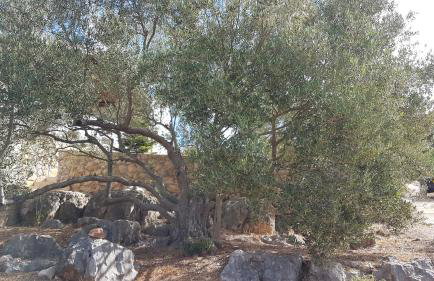 Robinson house DUJE - Foto 9