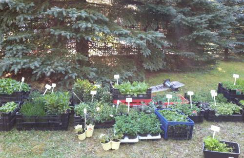 Kräuter-Heidi - Foto 27