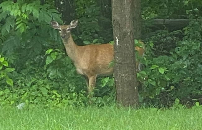 Le Ptit Canada Escape - Photo 10