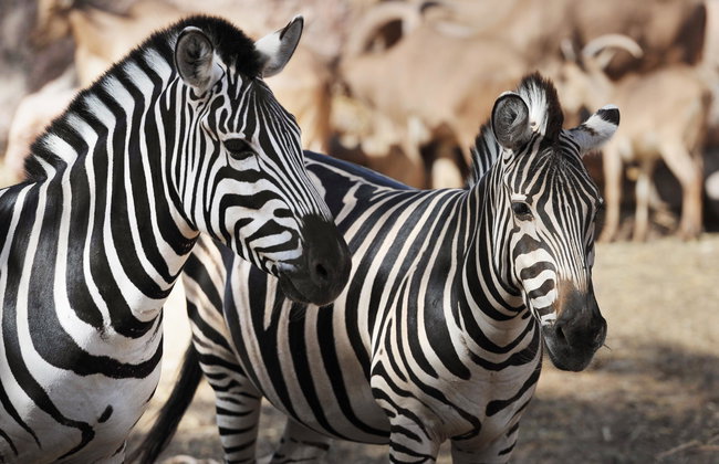 Oasis Wildlife Fuerteventura - Foto 6
