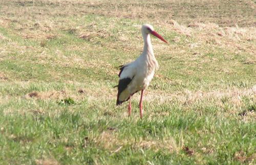 Dworek Szarki - Foto 43