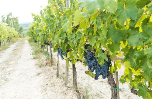 Terra Antica - Resort, Winery & SPA - Photo 32