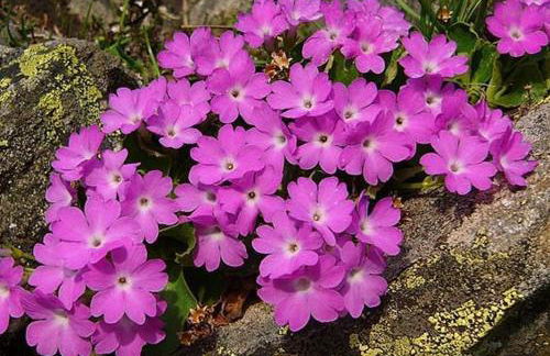 Chalet Le Gentiane - Photo 8