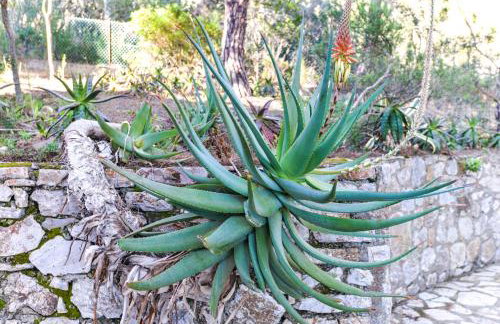 Il Papavero - Foto 7