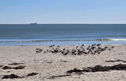 Royal Mansions Beach Front Vacation - Foto 36