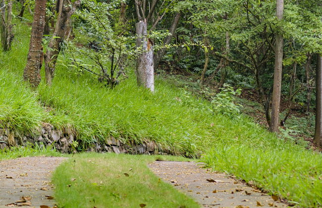 Guayaquil Botanical Garden Tour - Foto 1