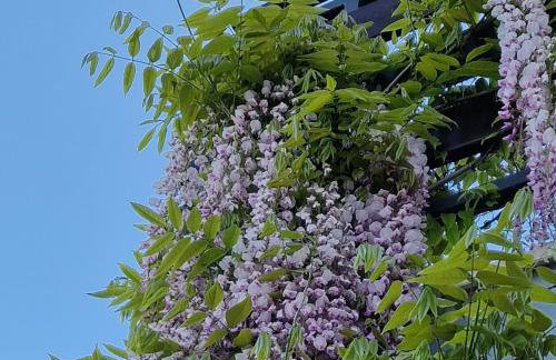 Apartments Barac - Foto 17