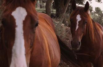 B&B Le Corone - Chalet nel Bosco - Photo 34