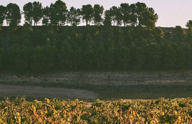 Visite de la Bodega Tovar - Photo 1