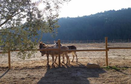 Les Muntades - Foto 38