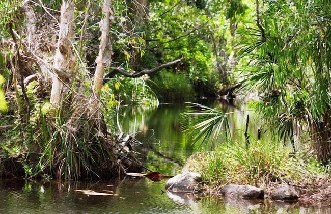 Rainforest Ranch - Photo 15