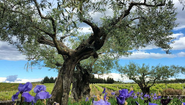 Admirez les vignes du Languedoc