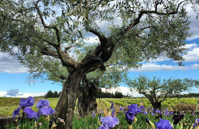 Excursion à la découverte des vignes et des oliviers du Languedoc - Photo 2