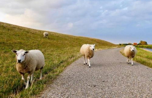 Komfort 4 Sterne Wohnung " Flut " für 4 Erw Kleinkind in Ostfriesland - Photo 33