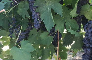 agriturismo cerquatonda - Foto 117