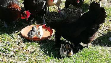 Romantische Wohnung Bauernhof, 100m2 offenes Dachgeschoss - Foto 5