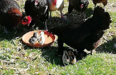 Romantische Wohnung Bauernhof, 100m2 offenes Dachgeschoss - Foto 5