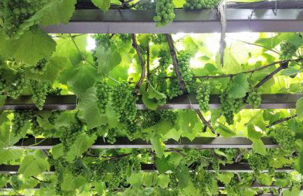 Tsagarada Stone House 1898 - Foto 54