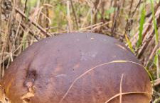 Domek pod Dębami Bogaczewo - Foto 54