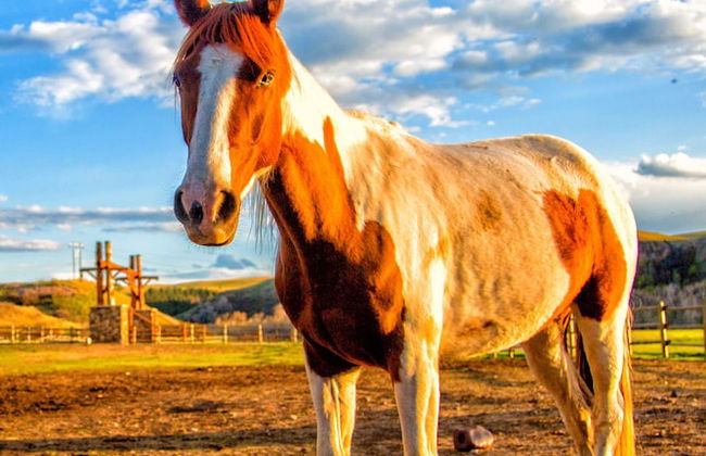 Ranches at Belt Creek - Foto 34