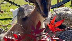 Vorderponholz Ferienwohnungen - Foto 2