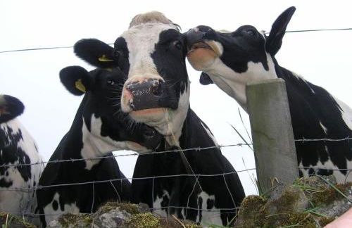 Luxurious Granny House Bell Busk in Malhamdale - Foto 41