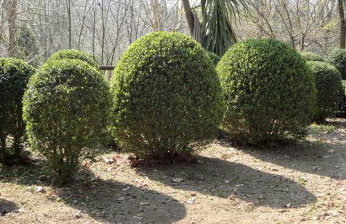 Tenuta Montelaura - Foto 53