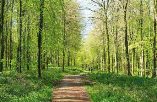 18th Century Thatched Cottage Parking & Garden - Foto 42