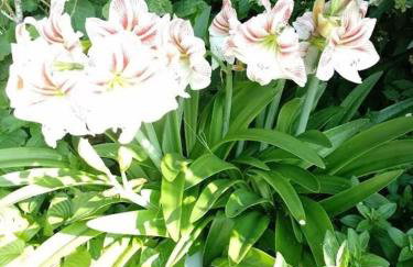 House Haus Stepcich - Foto 27