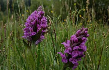 Smrek Sokolec Agroturystyka - Foto 12