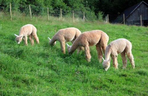 Ferienwohnungen Schwabenhof - Foto 26