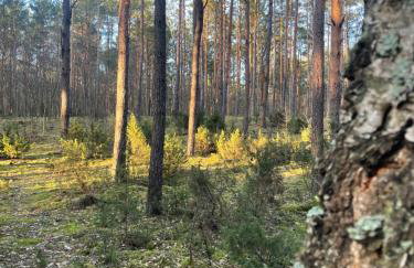 Lasownia Dom Sójka - Foto 30