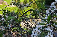 Gemütliches Apartment am Gottesberg - Foto 11