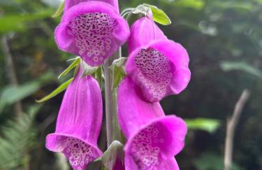 Cosy Devon Hut Woodland Views - Photo 37