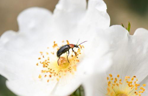 Quinta Lusitânia - Photo 57