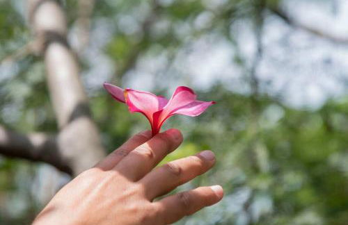 NEW! HARMONY HOUSE - Enjoy a little Peace of Aloha! - Foto 1